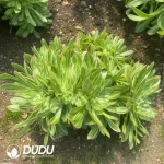 Aeonium Biluochun Cristata