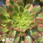 Aeonium Tesla Clustering