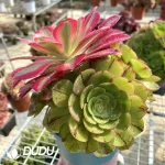 Aeonium Halloween Silky Grafted Pink Witch No.2