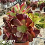 Aeonium European Purple Grafted Pink Witch No.1