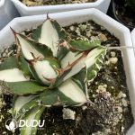 Agave White thorn Variegated