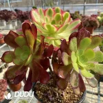 Aeonium European Purple Grafted Pink Witch No.2
