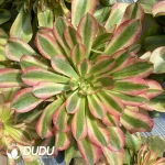 Aeonium Athena Clustering