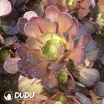 Aeonium Peach Blossom Stone Clustering