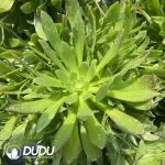 Aeonium Rising Sun Clustering