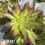 Aeonium Halloween silky mutation Clustering