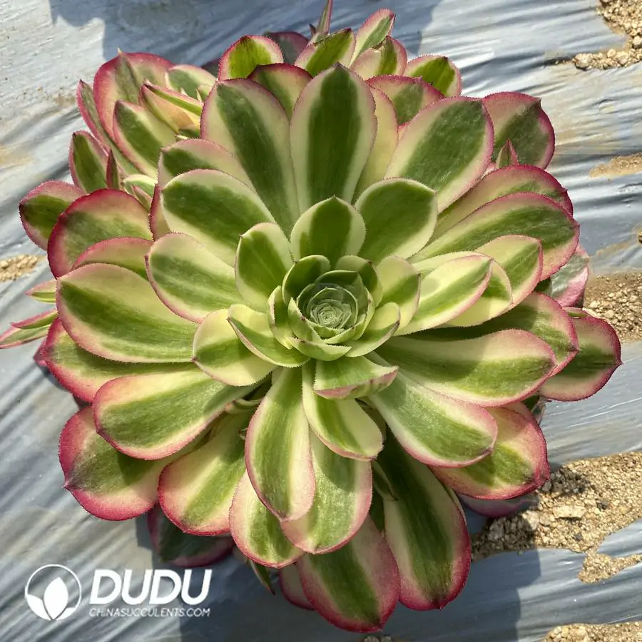 e201-365.webp Aeonium Pitaya Clustering - Image 1