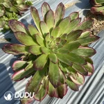 Aeonium Lychee Variant Clustering