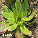 Aeonium Phantom Colorful Clustering