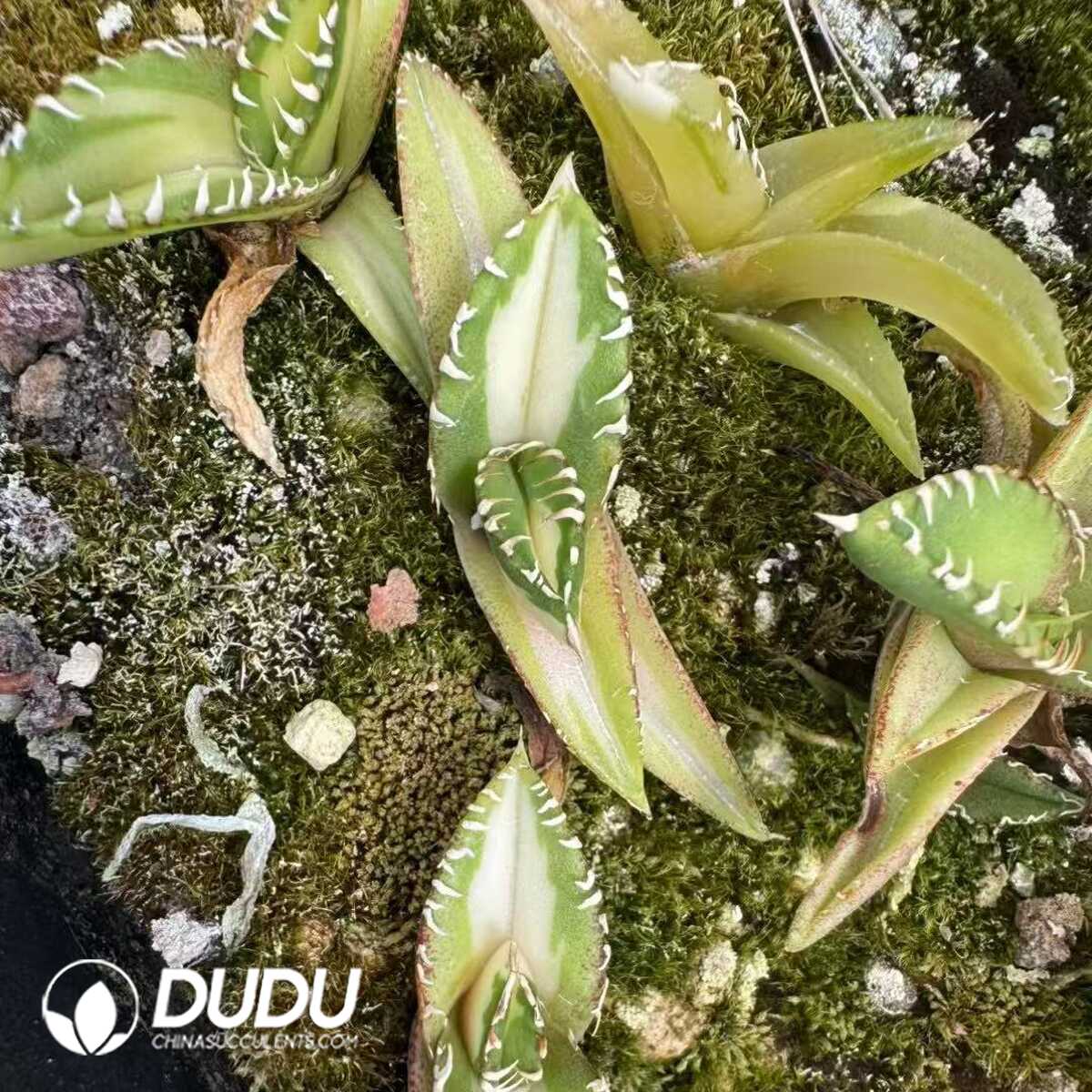 e201-37-1.jpg Agave titanota 'Hail'(Exclusive) - Image 1