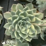 Echeveria Erica Variegated