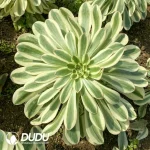 Aeonium Brandy/Porsche Clustering