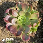 Aeonium Romantic Rose Clustering