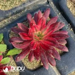 Aeonium Vermilion Bird Seedling