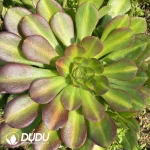 Aeonium Pink Witch Mediopicta Variegated Clustering
