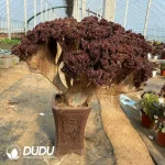 Aeonium Blushing Beauty Cristata