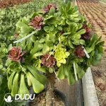 Aeonium Coloured Glaze Grafted With Aeonium Charm Gold Rose Var.