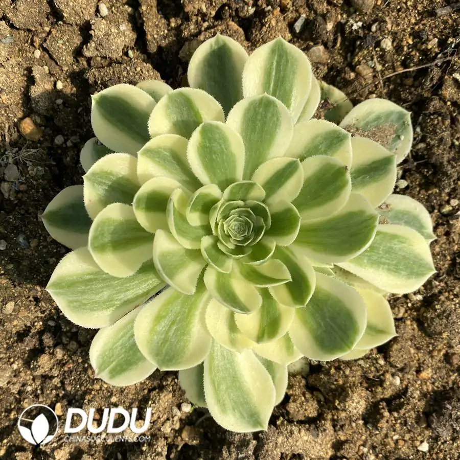 e201-376.webp Aeonium Snow White Clustering - Image 1