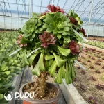 Aeonium Colorful Glass Grafted Wedding Dress Charming Golden Rose