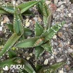 Agave titanota Brave Troops Variegated