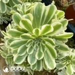 Aeonium Green Green Bean Paste Clustering