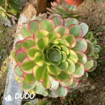 240MM Aeonium Halloween White Variegated Clustering