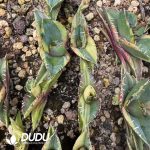 Agave Titanota King Kong Red Lion Variegated