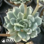 Echeveria Jade Waist Slave Variegated