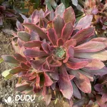 Aeonium Huansha Clustering