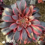 Aeonium Venom Medusa