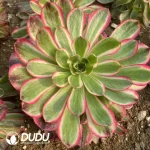 Aeonium Yan Ruyu Clustering