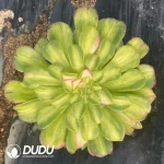 Aeonium Zhi Fou