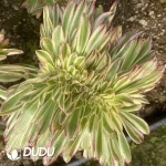 Aeonium V Variegated Cristata (Grafted)