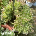 Aeonium White Phoenix Cristata