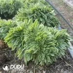 Aeonium Yan Ning Cristata