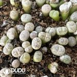 800-1000pcs Lithops olivacea
