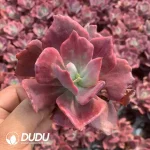 Echeveria Diamond Variegated