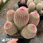 Cactus-Echinocereus rigidissimus rubispinus 7 Heads Clustering