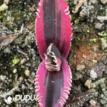 Agave titanota Caesar var. mediopicta