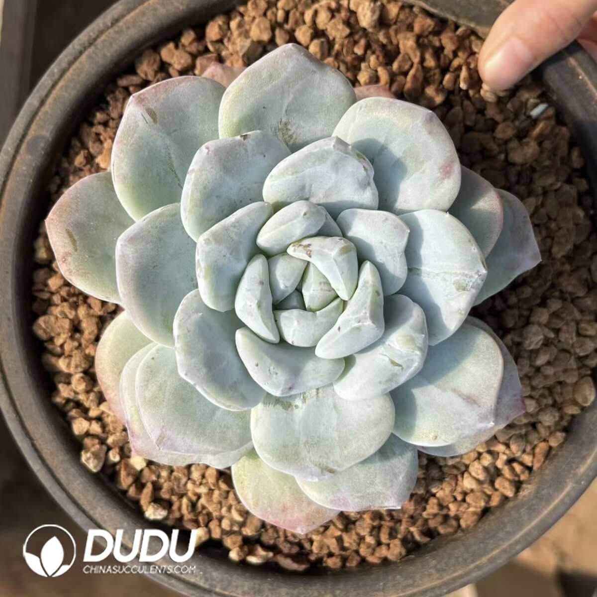 e201-40-2.jpg Echeveria Ice Green Monstrose - Image 1