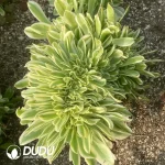 Aeonium Gorgeous Sun Umbrella Cristata
