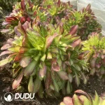 Aeonium Shao Hua Cristata