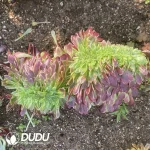 Aeonium Golden Silk Nanmu Cristata