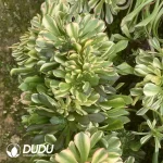 Aeonium Oil Painting Girl Cristata