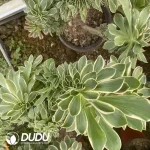 Aeonium Green Rose Cristata