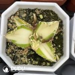 Agave titanota Hawkeye