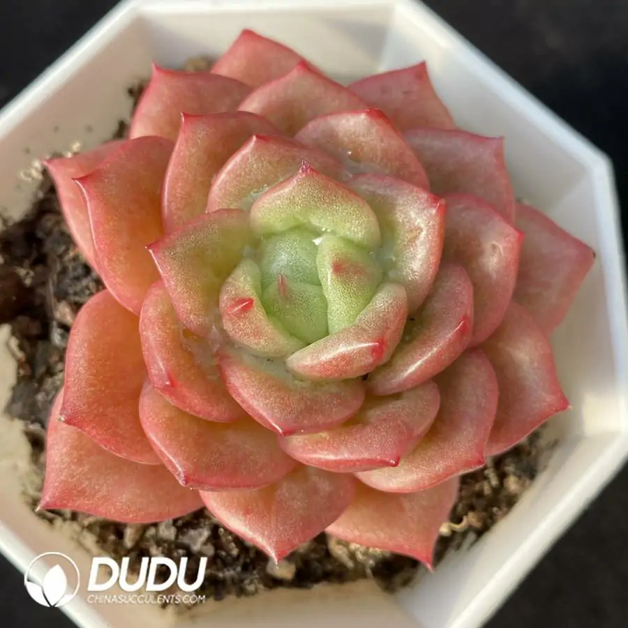 e201-41.webp Echeveria Red Rose Variegated - Image 1