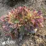 Aeonium Miul Cristata