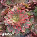 Aeonium Banshee Clustering
