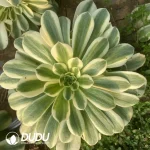 Aeonium White Jade Clustering